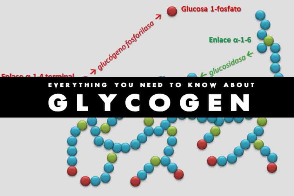 glycogen