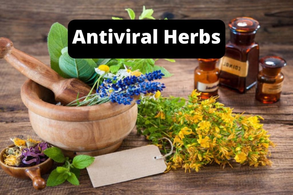 antiviral herbs