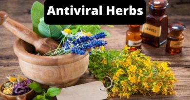 antiviral herbs