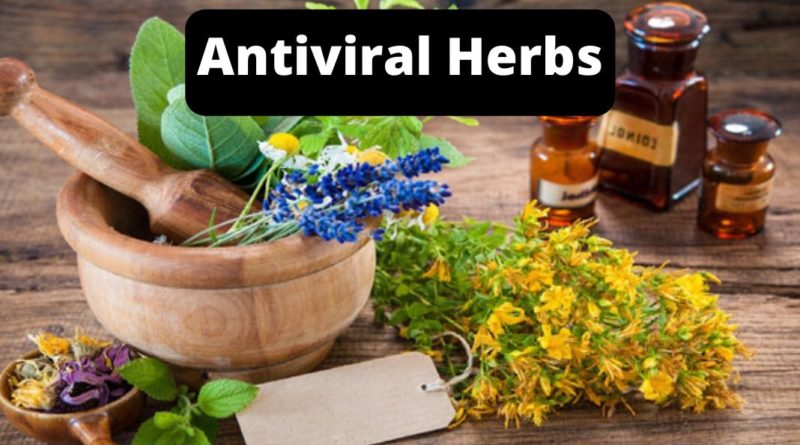 antiviral herbs