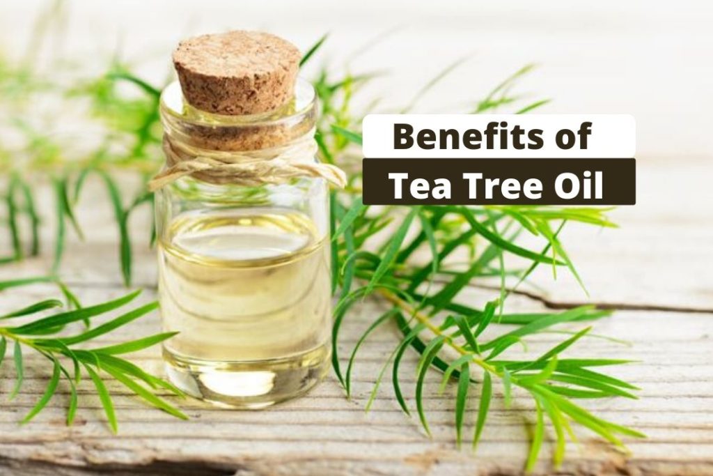 Benefits of Tea Tree Oil