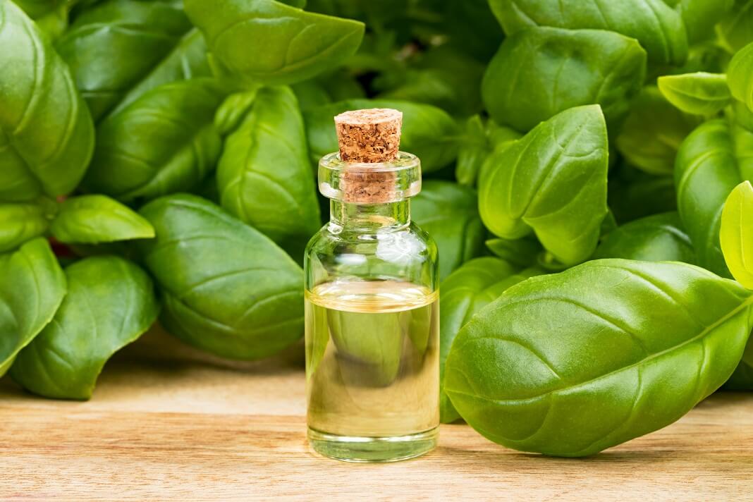 Basil Essential Oil