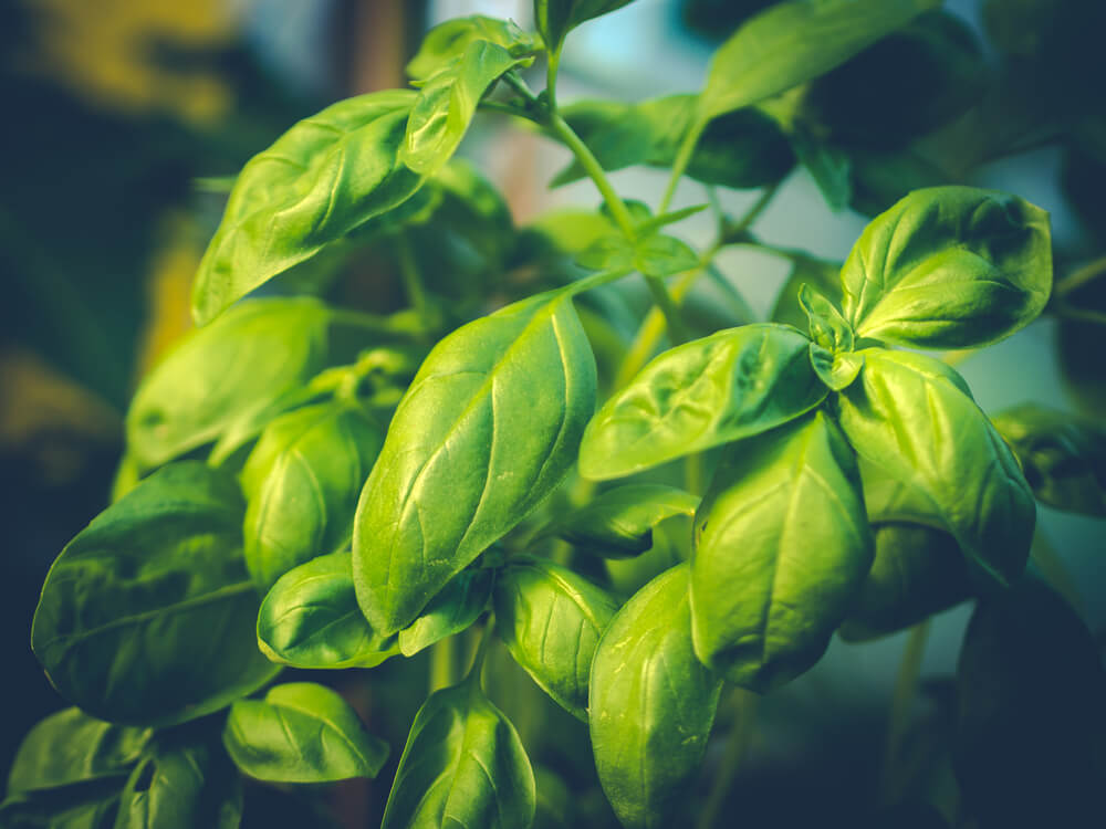 Basil Leaves