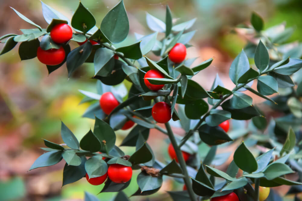 Butchers Broom