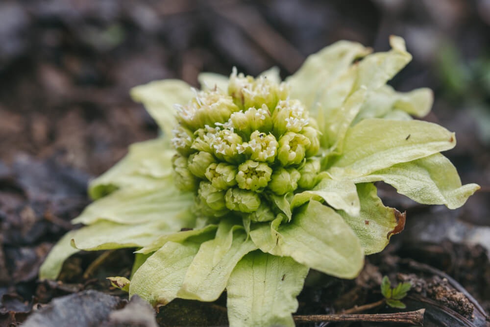 Butterbur