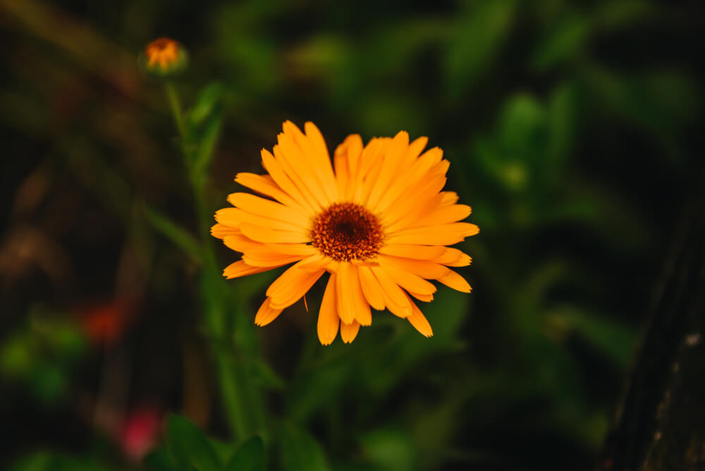 Calendula