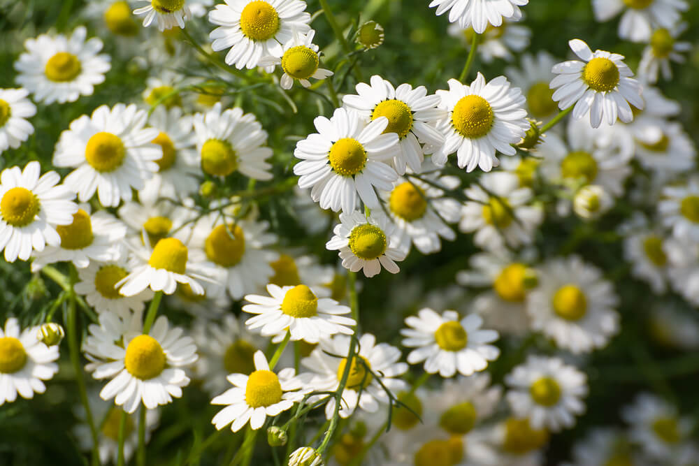 Chamomile