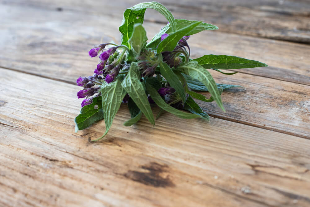 Comfrey