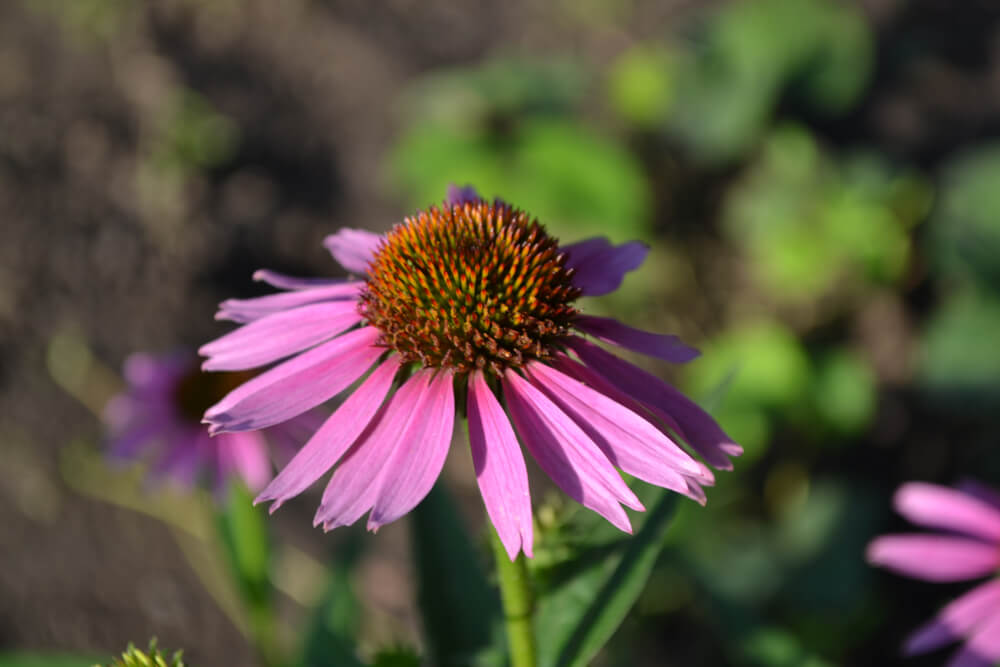 Echinacea