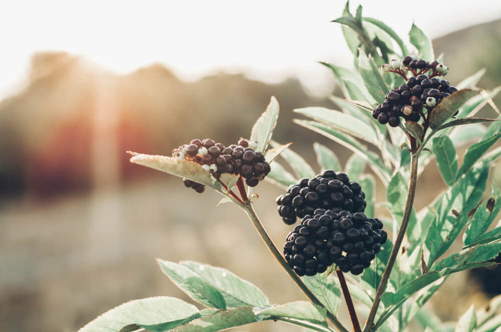 Elderberry