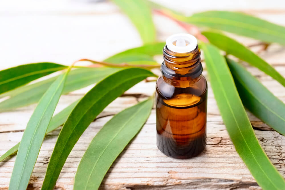 Eucalyptus Essential Oil