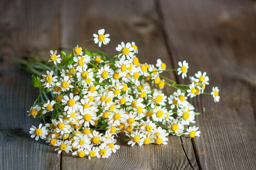 Feverfew