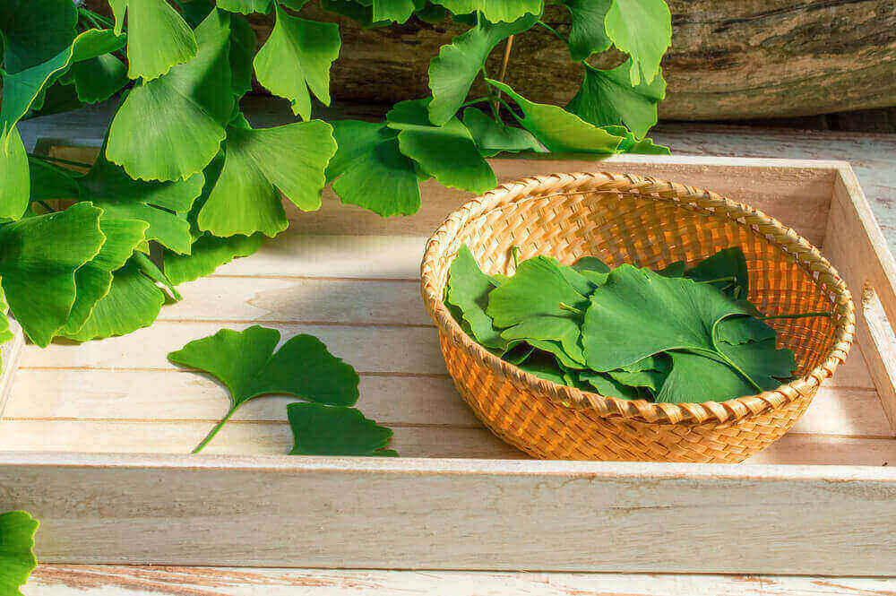 Ginkgo Biloba