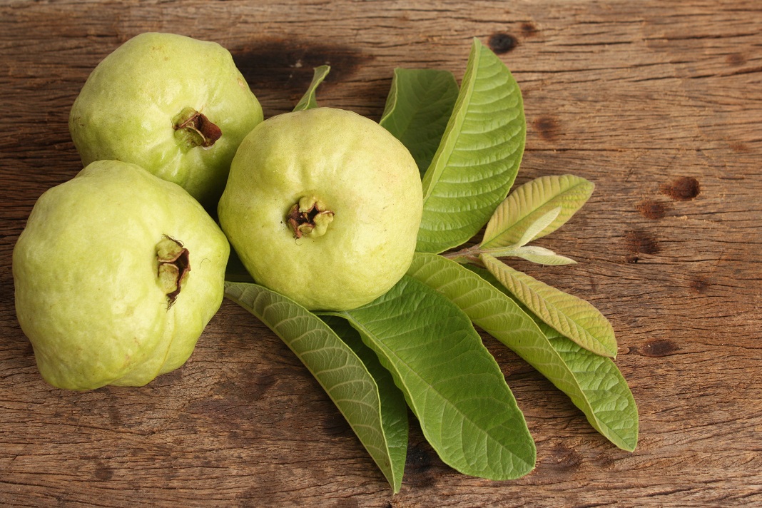 Guava leaves