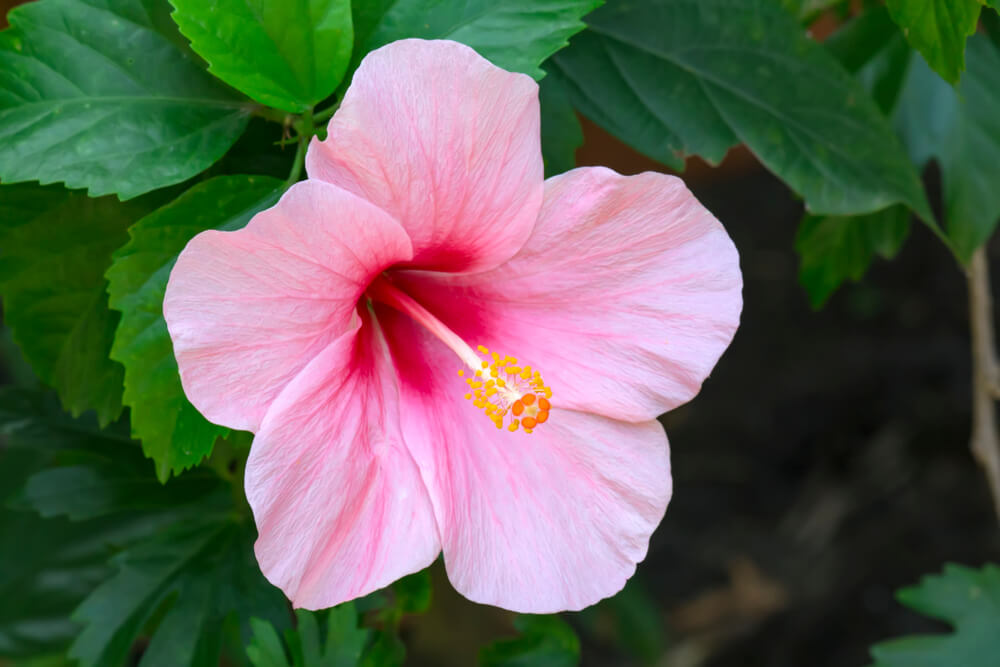 Hibiscus flower