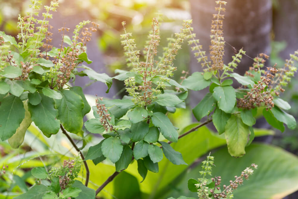 Holy Basil