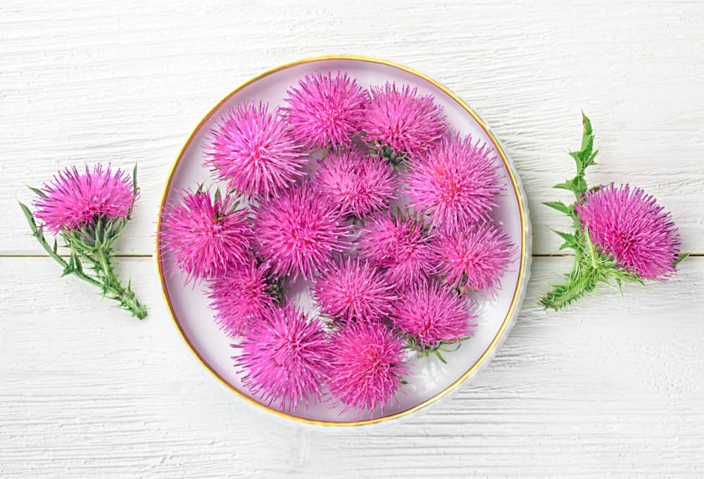 Milk Thistle