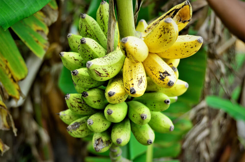 Musa acuminata