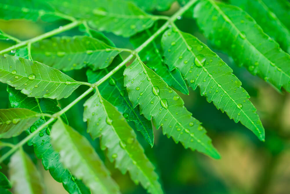 Neem Leaves