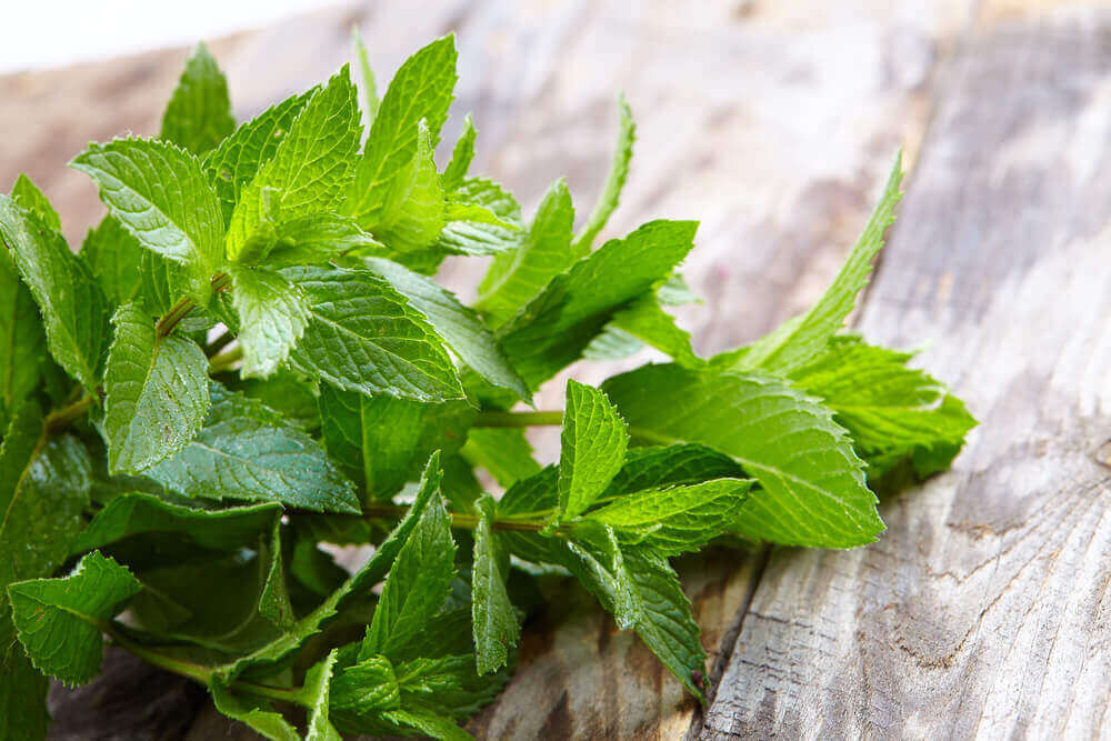 Peppermint Herb