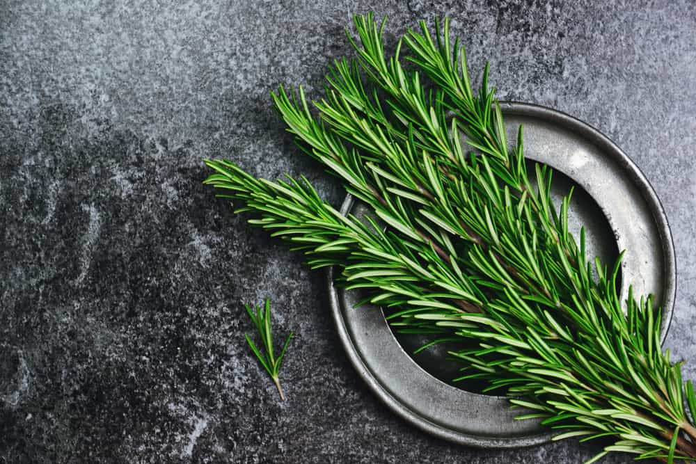 Rosemary Herb