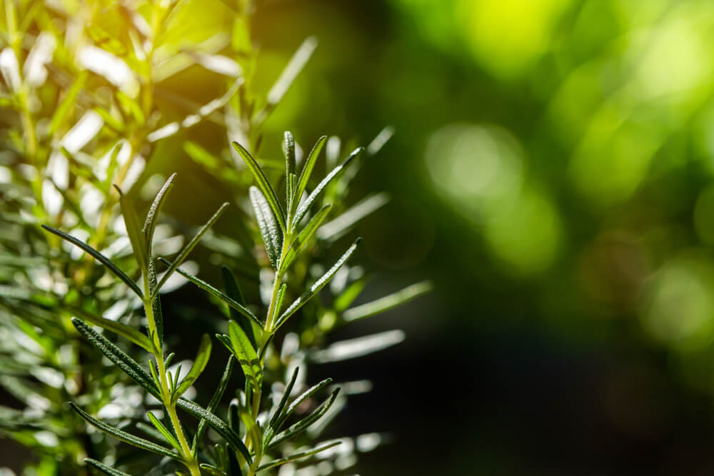 Rosemary for Gastritis