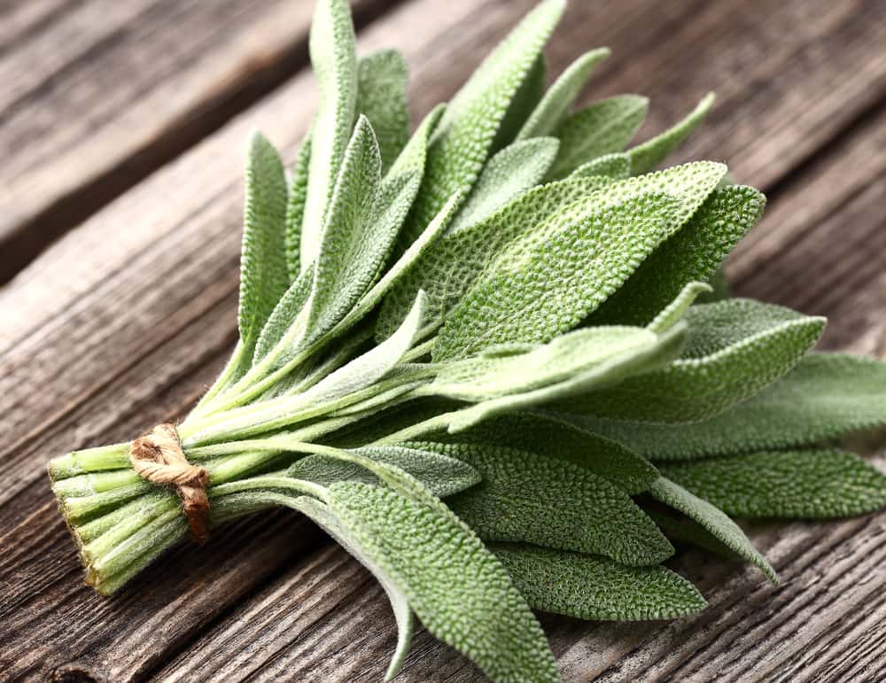 Sage Herb