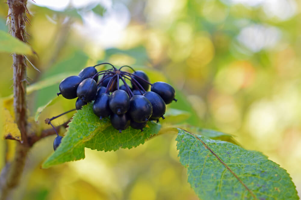 Siberian Ginseng for Hangover