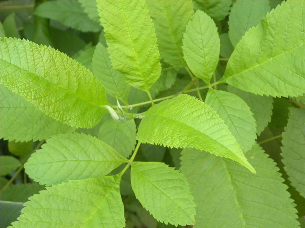 Slippery Elm