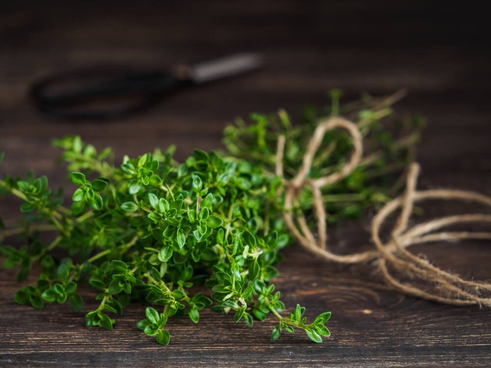 Thyme