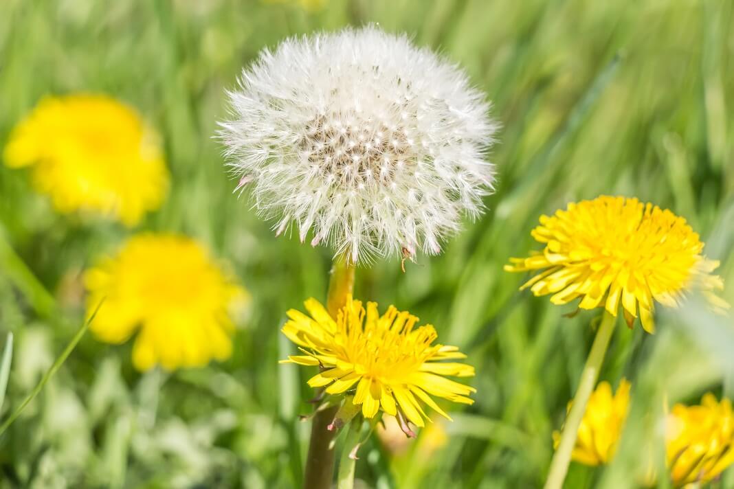 benefits of dandelion