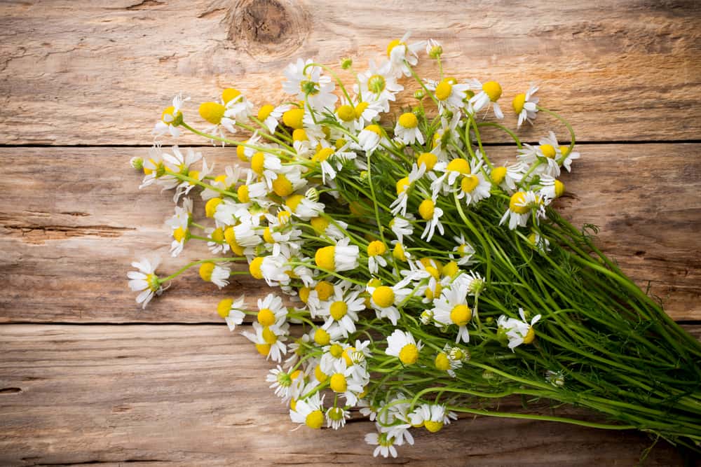 chamomile flowers