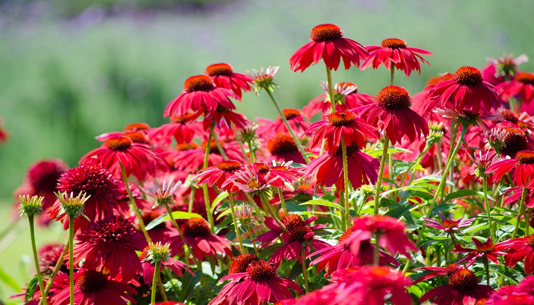 echinacea for get rid of cold sores