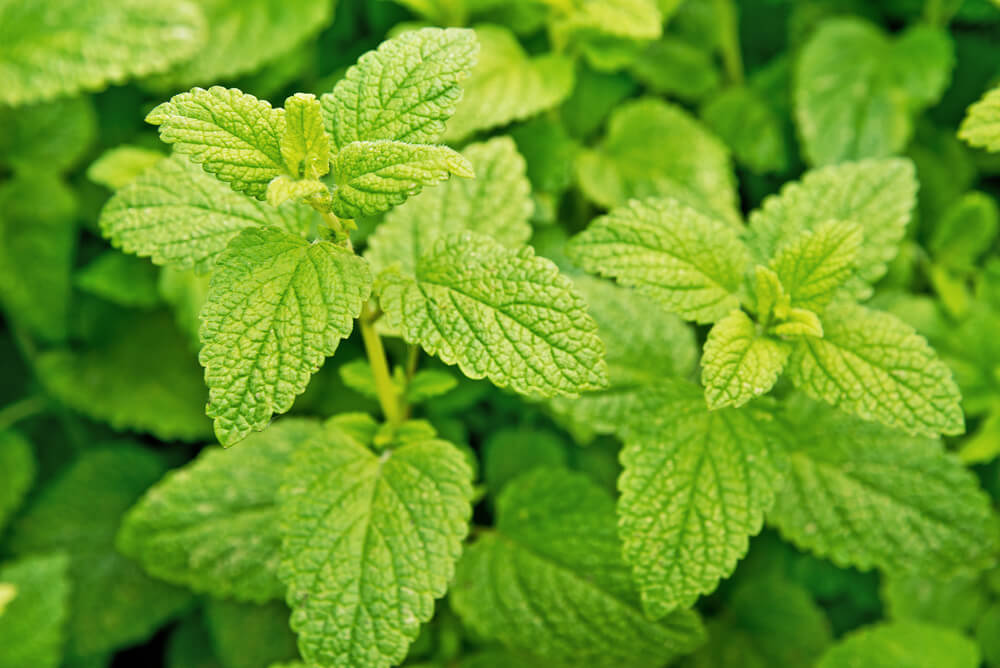 lemon balm