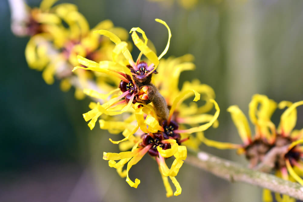 witch hazel