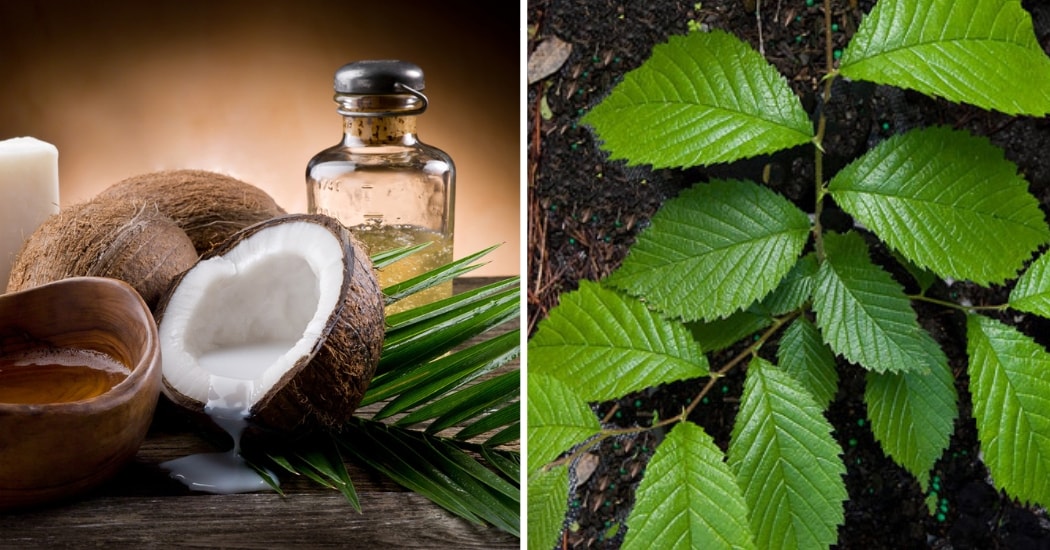 Coconut Oil with Slippery Elm for eczema