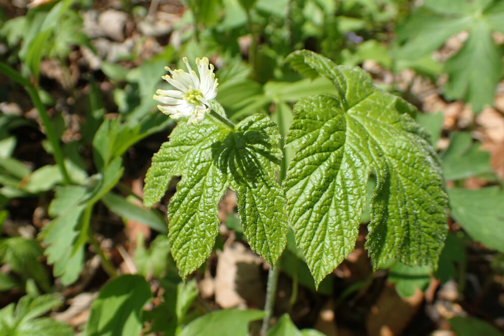 Goldenseal