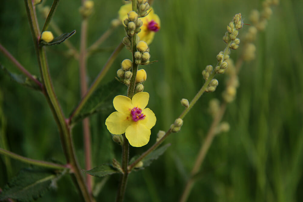 Mullein