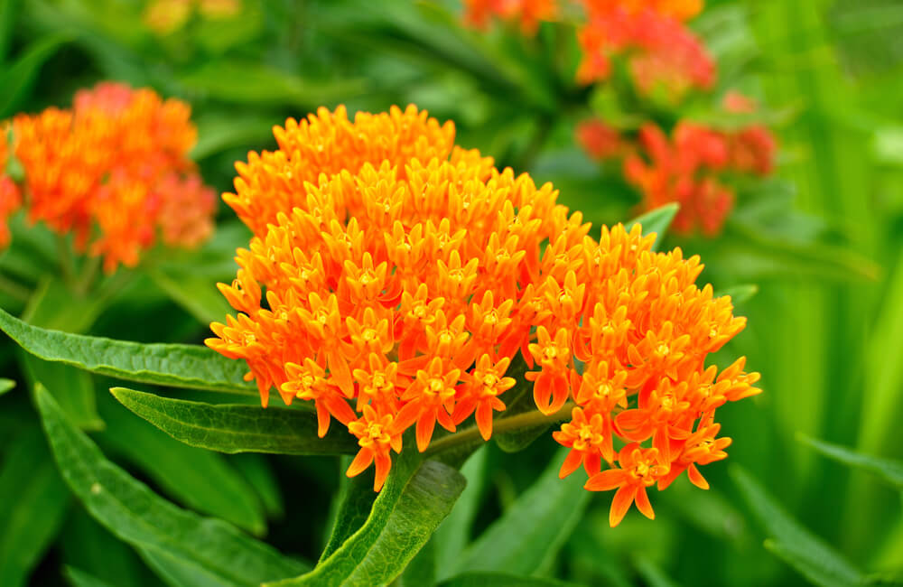 Pleurisy Root or Butterfly Weed