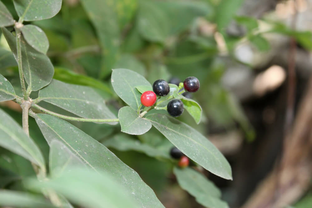 Snakeroot