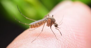 home remedies for mosquito bites