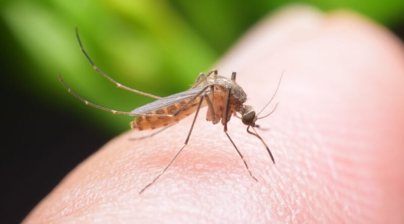 home remedies for mosquito bites