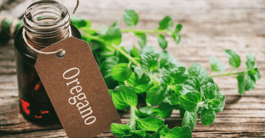 oregano essential oil for fungal infections