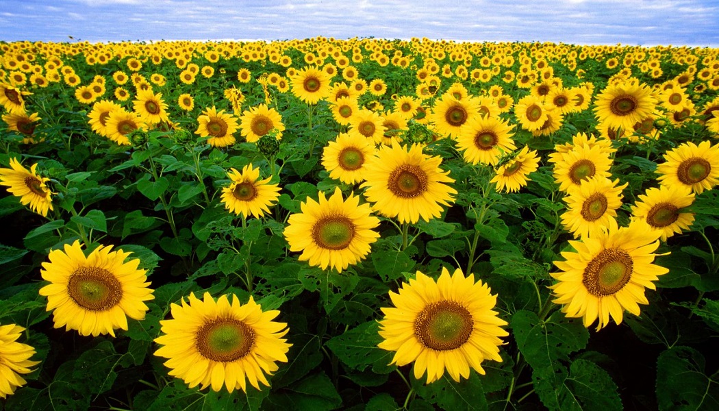 sunflower for eczema treatment